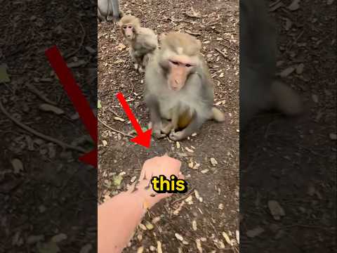 How to Survive in a monkey forest ?? #viralshorts thumbnail