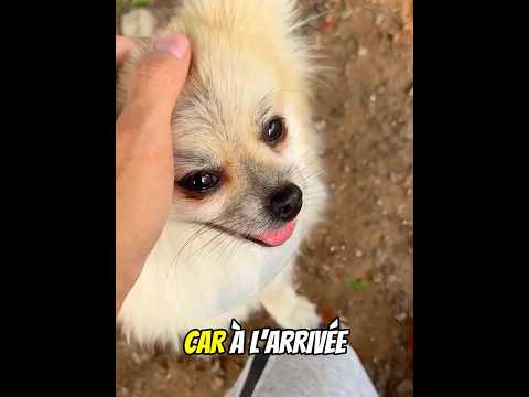 Ce Chien A Voulu Aider Son Propriétaire thumbnail