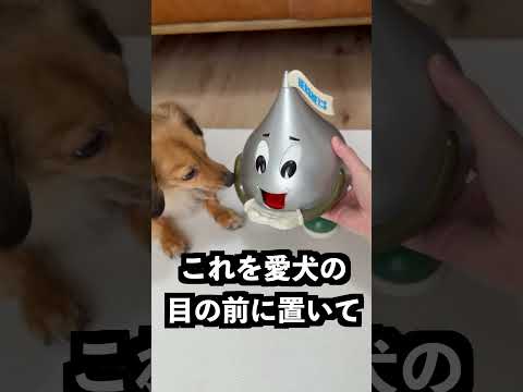 旗を回すと口からチョコを出す銀の栗の手の上にスライムを置けば出せないはず！ thumbnail
