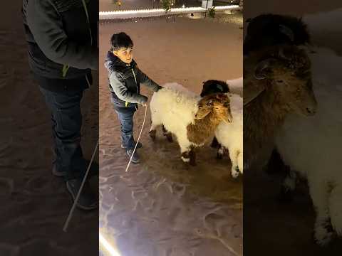 أصغر راعي غنم بالعالم ? #shorts #shortvideo #short #shortsvideo #shortvideos #trendingshorts #funny thumbnail