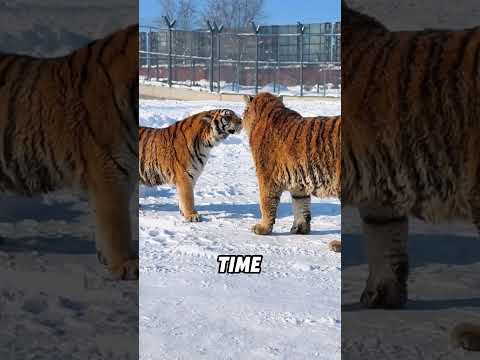 Why don’t male tigers dare to fight female tigers?#animals #funnyanimal #funny #cute #tiger thumbnail