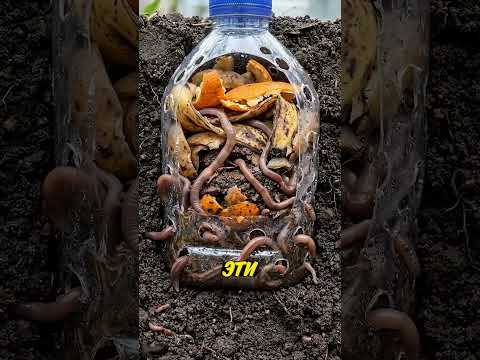 Никогда не выбрасывайте кухонные отходы! 😱🌱 thumbnail