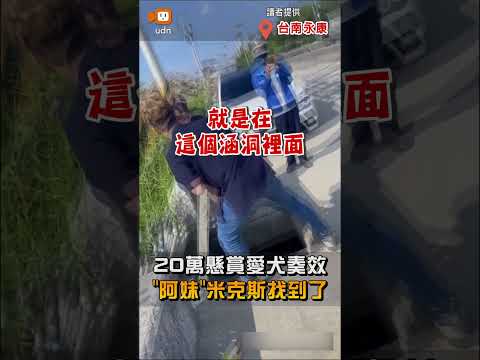 【地方】20萬懸賞愛犬米克斯奏效！台南永康「阿妹」找到了 thumbnail