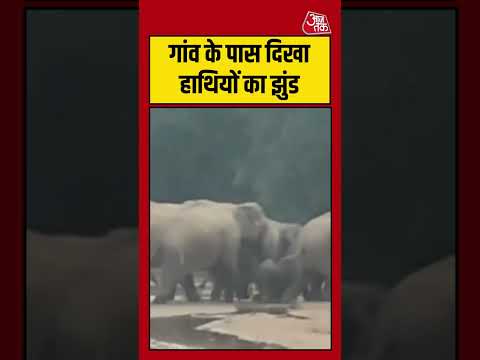 Balrampur: गांव के पास दिखा हाथियों का झुंड #shorts #viral #latest #aajtak thumbnail