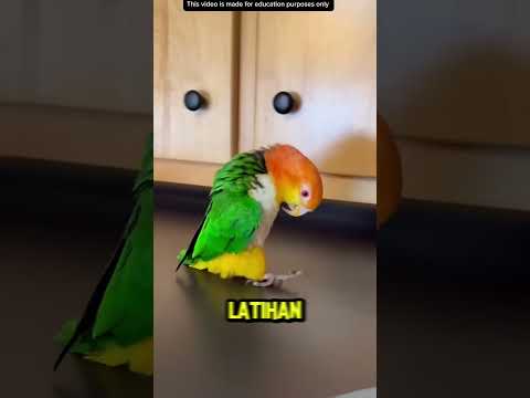 BURUNG DANCE MICHAEL JACKSON❗️#videoviral #dance #burung thumbnail