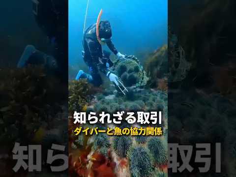 ダイバーと魚の知られざる取引 thumbnail