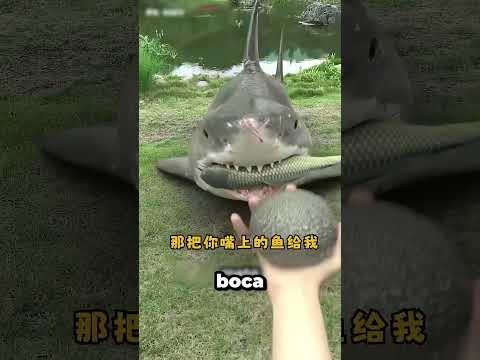 El Tiburón Está Sucio 😱 thumbnail