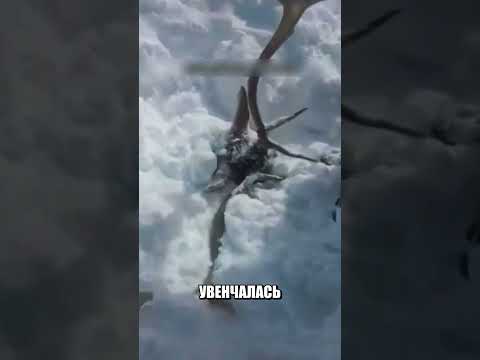 Лесники увидели странный холм С КОПЫТАМИ😱🦌❄️ thumbnail