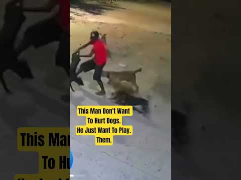 this Man Just want to play with dogs. #dogs #petlover #shorts thumbnail
