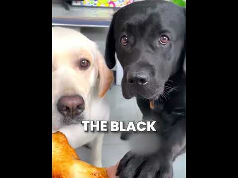 Black Dog Deserve Better ?❤️ #shorts thumbnail