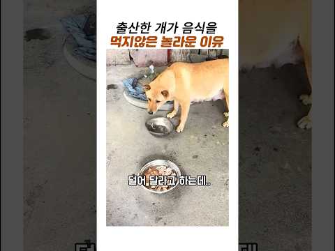 출산한개가 음식을 먹지않은 놀라운이유#감동동물#시골개#천재견#똑똑한 개 thumbnail