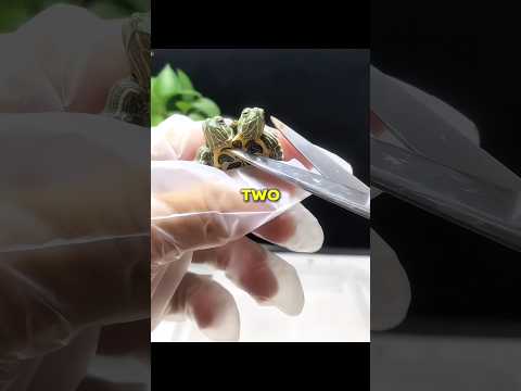 The Two Headed Turtle That Surprised Everyone! thumbnail