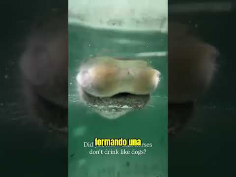 Caballo Está Fingiendo 😳 thumbnail