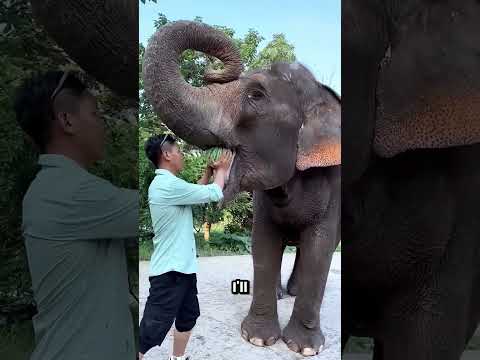 This Smart Elephant Loves Watermelons ? thumbnail