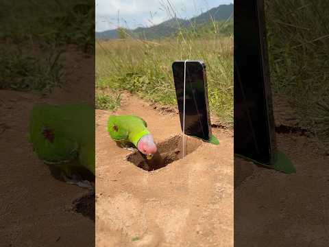 easy parrot bird trap using phone and hole #shorts thumbnail