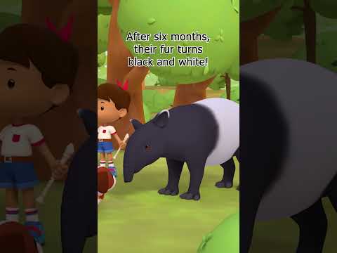 Malayan Tapirs EVOLVE from their younger forms! | Leo the Wildlife Ranger #shorts thumbnail