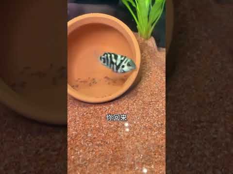 孩儿的味道我知道 #搞笑配音 #搞笑 #funny thumbnail