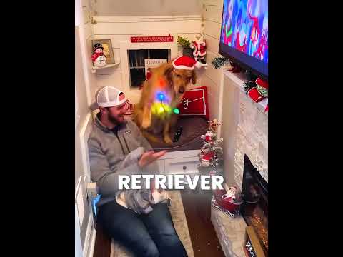 Golden Retriever's Christmas setup hits different ♥️? #shorts thumbnail