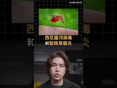 Google要放3200萬隻蚊子！｜志祺七七 Shorts #daily thumbnail
