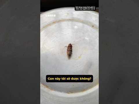 Chia sẻ khoa học về 9 loài côn trùng kỳ lạ, loài nào có thể chạm tay vào?  #kytrigioi #shorts thumbnail