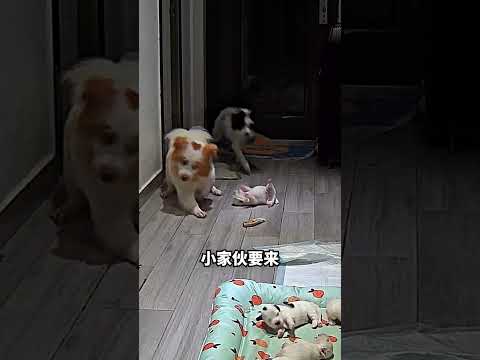 狗爸误会咬了宝宝，被狗妈骂到秒后悔😳 thumbnail