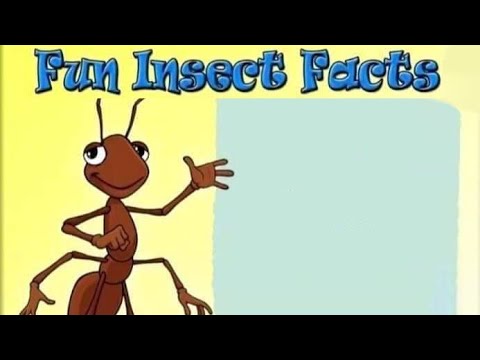 fun insect facts! thumbnail
