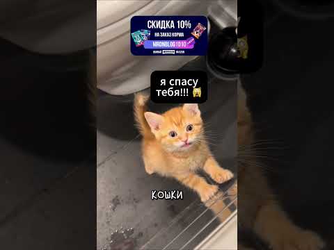 Главный Страх Котов 🙀 thumbnail