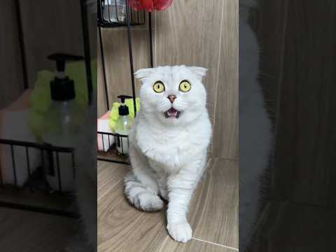Are your cats the same? 🥲 #cat #cats #funny #pets thumbnail