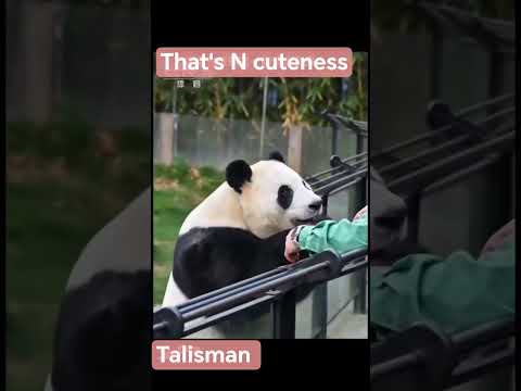 A very sensitive atmosphere 🥹 . #panda thumbnail