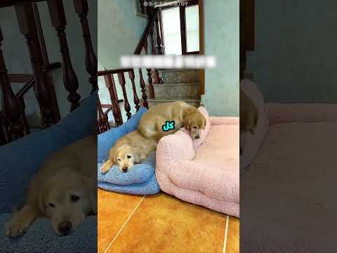 البنت دي جابت سراير لكلابها التلاتة.. بس الكلب التالت عمل حركة صدمتها! 🐶😳 thumbnail