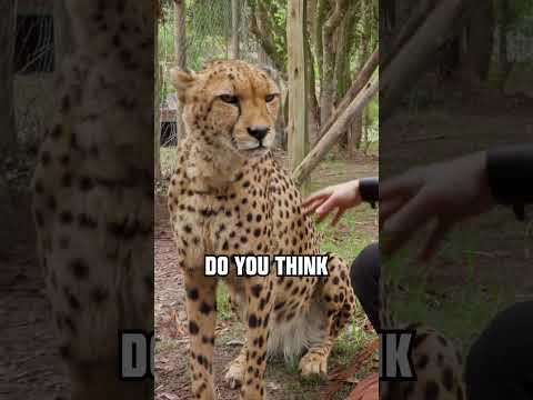 Purrring Cheetah #asmr  #wildlife #cheetah thumbnail