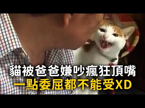 貓被爸爸嫌吵瘋狂頂嘴　一點委屈都不能受XD #Shorts thumbnail