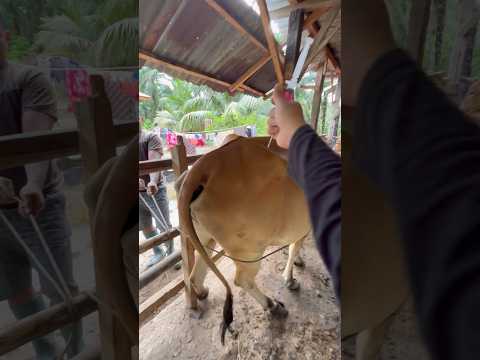 MULTIVITAMIN PEMACU STAMINA PADA INDUK SAPI #animalwelfare #shorts thumbnail