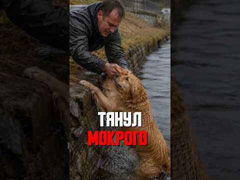ВЫТАЩИЛ ПСА из реки тот ПОМОГАЛ изо всех сил синхронно ??? thumbnail
