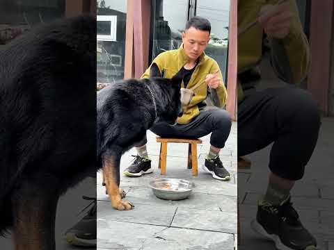 Con chó tốt bụng #224 | Hành động của chú chó đã khiến nhiều người xem xúc động thumbnail