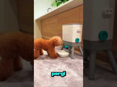 Anjing Pintar Ini Belajar Mengambil Makanan Sendiri dari Mesin #shortsvideo thumbnail