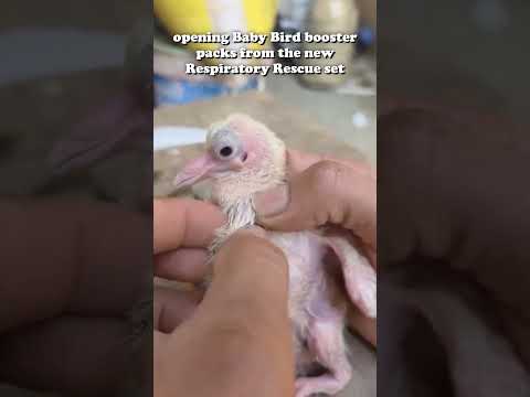 opening baby bird booster from the new repiratory rescue set, chasing the crimson coughdrop thumbnail