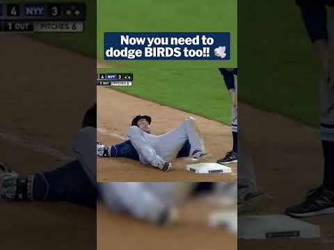 Pigeon 1, Kevin Kiermaier 0 🤣 thumbnail