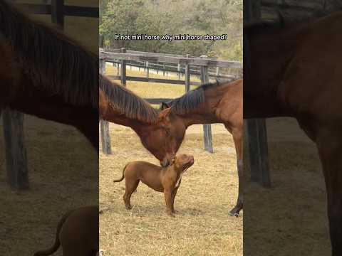 The dog and his farm friends! #friendship #farm #animals #dogfriends #cuteanimals #farmlife thumbnail
