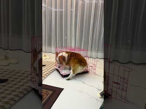 一只长期被猫咪霸凌的小狗#萌宠#柯基#万物可爱计划 thumbnail