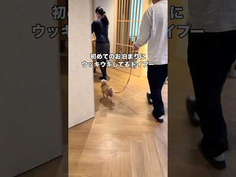 初お泊まりが楽しみすぎて飼い主より浮き足立ってるwww #トイプー #トイプードル #プードル #shorts thumbnail