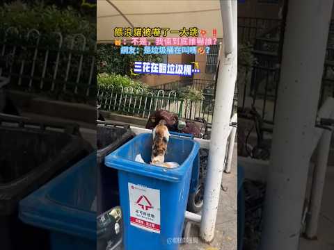 餵貓被嚇了一大跳💥❗ 🐱：不是 我倆誰嚇誰啊❓ 網友：屏幕前的我被嚇到了😭 #cat #funny #shorts #cutecat #領養代替購買 thumbnail