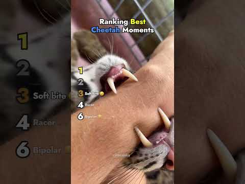 Ranking Best Cheetah Moments thumbnail