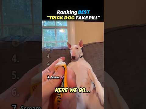 Ranking TRICK DOG TAKE PILL Core Moments!! 🐶💊 thumbnail