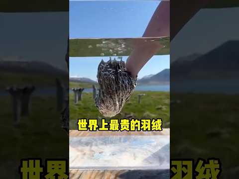 这是世界上最贵的羽绒！ #趣闻 #科普 #趣事 #全球看点 thumbnail