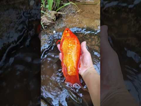 Những hố tí hon chứa cá sinh sống thumbnail