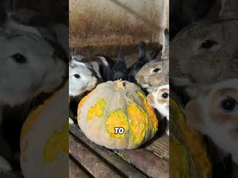 How strong is a rabbit’s reproductive capacity?#animals #funnyanimal #funny #cute #rabbit thumbnail