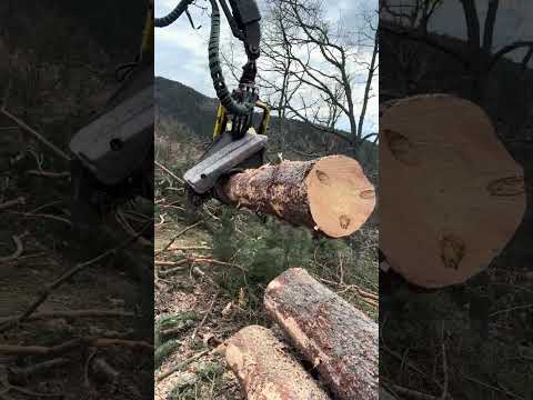 🔥Unstoppable! John Deere 1270G in Full Forest Action #forest #johndeere #harvester #forestry #wood thumbnail