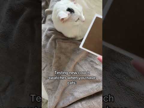 The struggle is real 😩 #cat #cats #kitten #kittens @sushiiiicat thumbnail