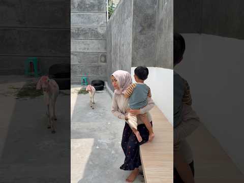 Dikejar kambing berdarah thumbnail
